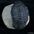 Bargain Reedops Trilobite - Inches #2978-1